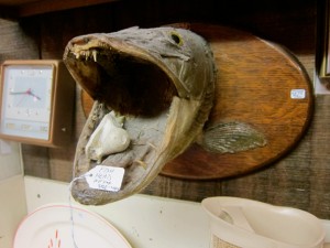 Hector the Fish Head charms all who meet him. (photo © Gail Anderson)